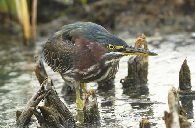 Green Heron